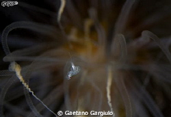 The small shrimp pictured is being stunned from the Alici... by Gaetano Gargiulo 